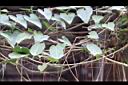 非洲茉莉0.jpg