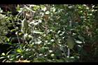 非洲茉莉-實07.JPG