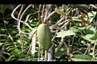 非洲茉莉-實09.JPG