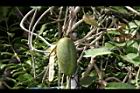 非洲茉莉-實10.JPG