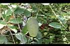 非洲茉莉-實12.JPG