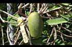 非洲茉莉-實16.JPG