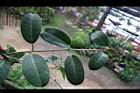 非洲茉莉-葉序2.jpg