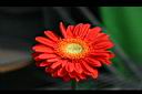 非洲菊-花00.jpg