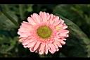 非洲菊-花03.jpg