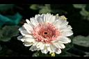 非洲菊-花05.jpg