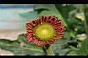 非洲菊-花17.jpg