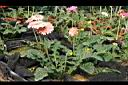 非洲菊-花20.jpg
