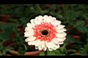 非洲菊-花21.jpg