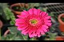 非洲菊-花23.jpg