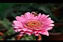 非洲菊-花25.jpg