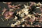 非洲菊-種子4.jpg