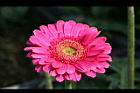 非洲菊-花09.jpg