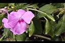 非洲鳳仙花-實03.JPG