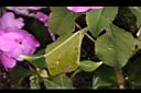 非洲鳳仙花-實04.JPG