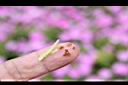 非洲鳳仙花-種子00.JPG