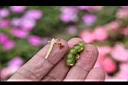 非洲鳳仙花-種子05.JPG