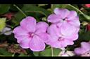 非洲鳳仙花-花-粉紅4.JPG