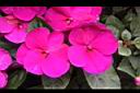 非洲鳳仙花-花-紫紅4.JPG