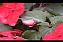 非洲鳳仙花-花苞05.JPG