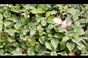 非洲鳳仙花-葉00.JPG