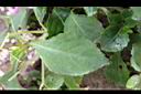 非洲鳳仙花-葉01.JPG