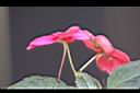 非洲鳳仙花-距0.jpg