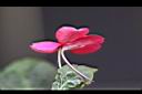 非洲鳳仙花-距1.jpg