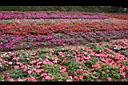非洲鳳仙花14.JPG