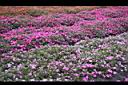 非洲鳳仙花15.jpg