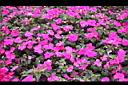 非洲鳳仙花18.jpg