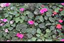 非洲鳳仙花23.jpg