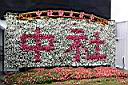 非洲鳳仙花50.jpg