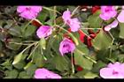 非洲鳳仙花-實00.JPG