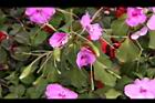非洲鳳仙花-實01.JPG