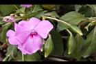非洲鳳仙花-實02.JPG