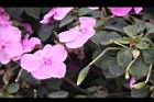 非洲鳳仙花-實05.jpg