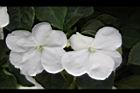 非洲鳳仙花-白花0.JPG