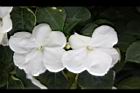 非洲鳳仙花-白花1.JPG