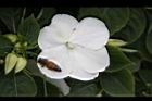 非洲鳳仙花-白花3.JPG