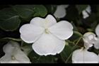 非洲鳳仙花-白花4.JPG