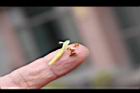 非洲鳳仙花-種子01.JPG