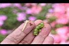 非洲鳳仙花-種子02.JPG