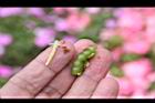 非洲鳳仙花-種子03.JPG
