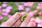 非洲鳳仙花-種子04.JPG