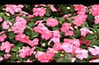 非洲鳳仙花-花-粉白0.JPG