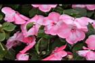 非洲鳳仙花-花-粉白1.JPG