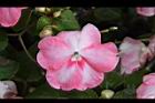 非洲鳳仙花-花-粉白10.JPG