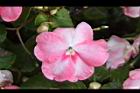 非洲鳳仙花-花-粉白11.JPG