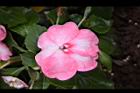 非洲鳳仙花-花-粉白4.JPG